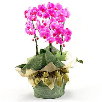  zmit Kocaeli Gebze nternetten iek siparii verebilirsiniz.  2 dal orkide , 2 kkl orkide - saksi iegidir