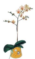  zmit yurtii ve yurtd iek siparii  Phalaenopsis Orkide ithal kalite