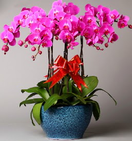 7 dall mor orkide  zmit iinde muhteem ve etkili hediyelikler 
