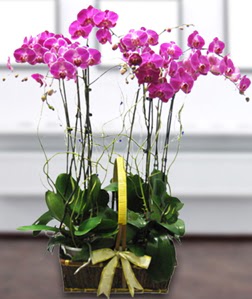 4 dall mor orkide  zmit anneler gn iek yollamak iin doru yerdesiniz satn al demeniz kafi 