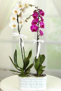 1 mor 1 dal beyaz thal orkide sepet ierisinde  Kocaeli en zel ve en gzel anlarnzda ieklerimizile sizleri mutlu ediyoruz 