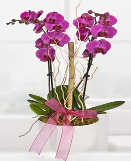 2 dall nmor orkide  zmit Kocaeli Darca iekileri iinde lider ieki firmamz sizler sayesinde bymektedir 