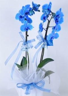 2 dall mavi orkide  zmit Kocaeli iek maazas , ieki adresleri 