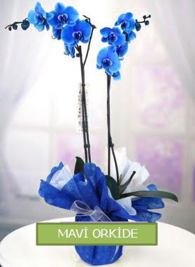 2 dall mavi orkide  zmit gvenli kaliteli hzl iek 
