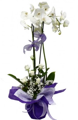 2 dall beyaz orkide 5 adet beyaz gl  Kocaeli imdi harika ve ucuz iek siparii vermek zeresiniz imdi satn al diyin 