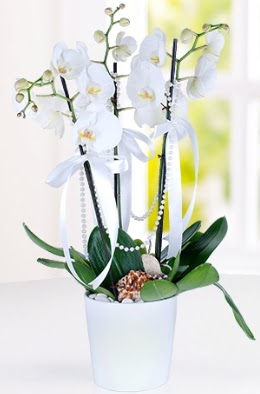3 dall beyaz orkide  zmit iek ve pasta sat grsel hediyelik sunar 0-262-3315989