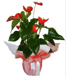 Antoryum saks i mekan ss bitkisi  Kocaeli iek sitemizden yeliksiz online sipari verebilirsiniz 