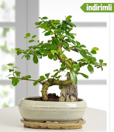 S eklinde ithal gerek bonsai japon aac  zmit Kocaeli iek maazas , ieki adresleri 