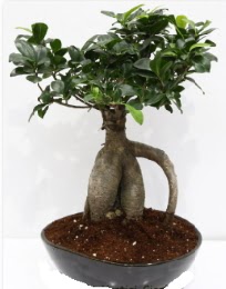 5 yanda japon aac bonsai bitkisi  zmit Kocaeli iek maazas , ieki adresleri 