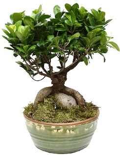 Japon aac bonsai saks bitkisi  zmit Kocaeli Gebze nternetten iek siparii verebilirsiniz. 