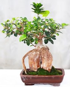 Japon aac bonsai saks bitkisi  zmit Kocaeli ieki telefonlar 0-262-3315989 