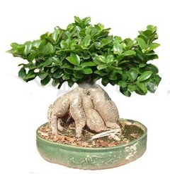 Japon aac bonsai saks bitkisi  zmit Krfez her semtine iek gnderin 
