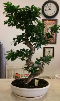 100 cm yksekliinde dev bonsai japon aac  zmit Kocaeli Gebze nternetten iek siparii verebilirsiniz. 
