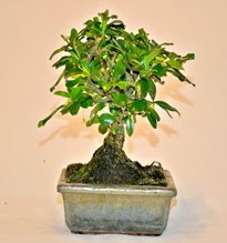 Zelco bonsai saks bitkisi  Kocaeli iek sitemizden yeliksiz online sipari verebilirsiniz 