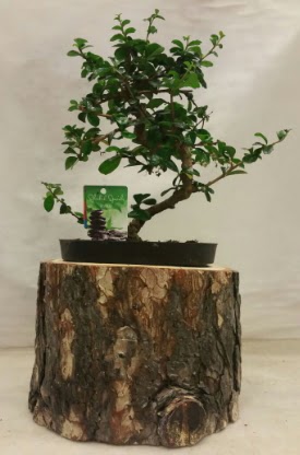Doal ktk iinde bonsai japon aac  zmit Kocaeli Gebze nternetten iek siparii verebilirsiniz. 
