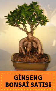 Ginseng bonsai sat japon aac  zmit Kocaeli Glck iek yolla , iek gnder , ieki  