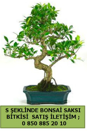 thal S eklinde dal erilii bonsai sat  zmit Krfez her semtine iek gnderin 