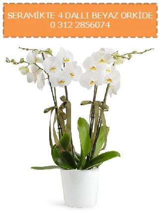 Seramikte 4 dall beyaz orkide  zmit gvenli kaliteli hzl iek 