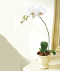  zmit Krfez her semtine iek gnderin  Saksida kaliteli bir orkide