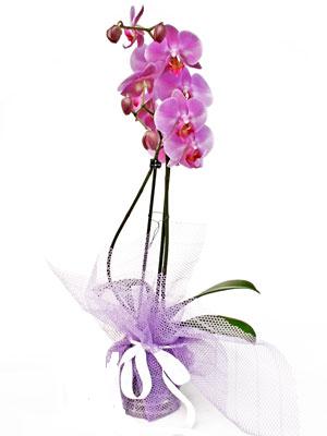  zmit Kocaeli Darca iekileri iinde lider ieki firmamz sizler sayesinde bymektedir  Kaliteli ithal saksida orkide