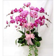  zmit Kocaeli Glck iek online iek siparii  3 adet saksi orkide  - ithal cins -