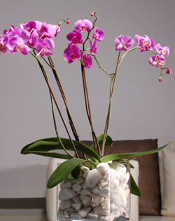  zmit Kocaeli Krfez online ieki , iek siparii  2 dal orkide cam yada mika vazo ierisinde