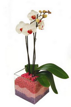  zmit iin sevgilime en gzel hediye iek ve doru yerdesiniz  tek dal cam yada mika vazo ierisinde orkide