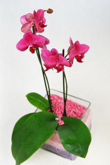  Kocaeli imdi harika ve ucuz iek siparii vermek zeresiniz imdi satn al diyin  tek dal cam yada mika vazo ierisinde orkide