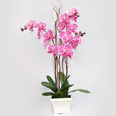  zmit Kocaeli Glck iek online iek siparii  2 adet orkide - 2 dal orkide