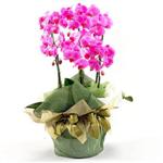  zmit Kocaeli Gebze nternetten iek siparii verebilirsiniz.  2 dal orkide , 2 kkl orkide - saksi iegidir