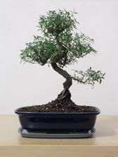 ithal bonsai saksi iegi  zmit Dilovas iek servisi , ieki adresleri 