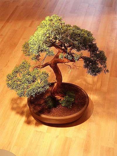 ithal bonsai saksi iegi  Kocaeli en zel ve en gzel anlarnzda ieklerimizile sizleri mutlu ediyoruz 