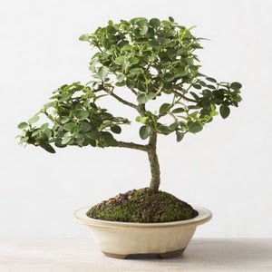 ithal bonsai saksi iegi  zmit iinde muhteem ve etkili hediyelikler 