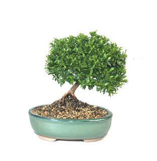 ithal bonsai saksi iegi  zmit Kocaeli Glck iek online iek siparii 
