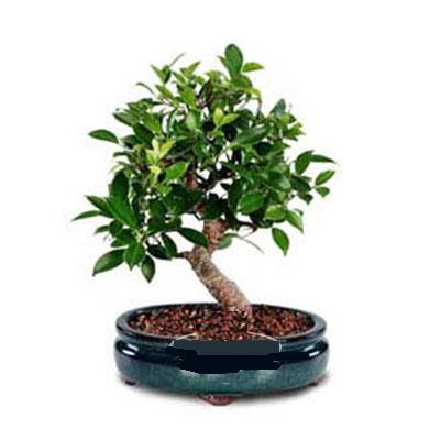 ithal bonsai saksi iegi  zmit Kocaeli Krfez online ieki , iek siparii 
