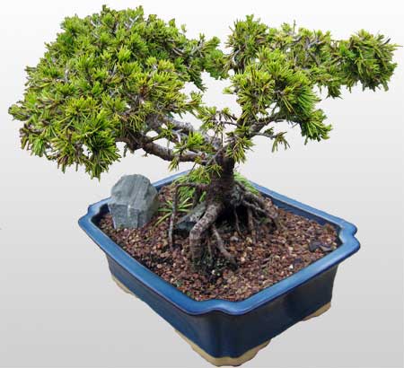 ithal bonsai saksi iegi  Kocaeli imdi harika ve ucuz iek siparii vermek zeresiniz imdi satn al diyin 