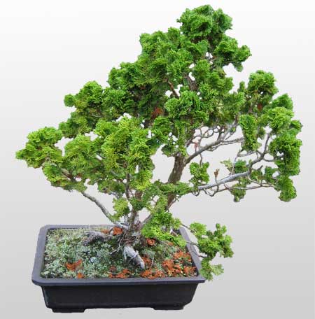ithal bonsai saksi iegi  zmit Kocaeli Gebze nternetten iek siparii verebilirsiniz. 