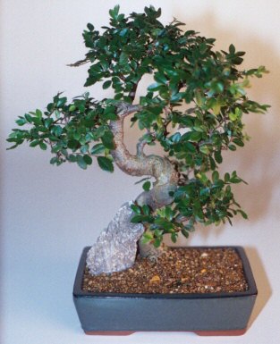  zmit iek gnderme firmas  ithal bonsai saksi iegi  zmit Kocaeli Krfez online ieki , iek siparii 