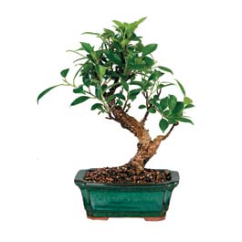 zmit Kocaeli Krfez online ieki , iek siparii  ithal bonsai saksi iegi  zmit iinde muhteem ve etkili hediyelikler 