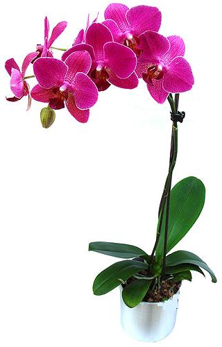  Kocaeli imdi harika ve ucuz iek siparii vermek zeresiniz imdi satn al diyin  saksi orkide iegi