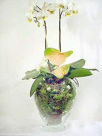  zmit Kocaeli iek yollayarak sevdiklerinizi martn  Cam yada mika vazoda zel orkideler
