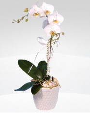 1 dall orkide saks iei  Kocaeli sitemizden her saat kredi kart ile sipari verebilirsiniz 