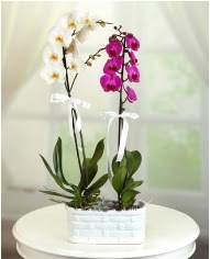 1 dal beyaz 1 dal mor yerli orkide saksda  Kocaeli iek sitemizden yeliksiz online sipari verebilirsiniz 
