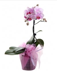 1 dal pembe orkide saks iei  Kocaeli bu kadar etkileyici iekleri hemen imdi sipari edin 