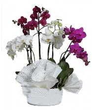 4 dal mor orkide 2 dal beyaz orkide  zmit Kocaeli Darca iekileri iinde lider ieki firmamz sizler sayesinde bymektedir 