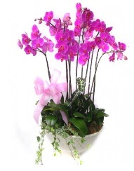 9 dal orkide saks iei  zmit anneler gn iek yollamak iin doru yerdesiniz satn al demeniz kafi 