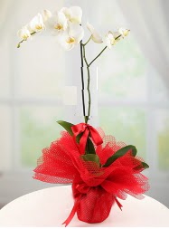 1 dal beyaz orkide saks iei  zmit 14 ubat sevgililer gn iek siparii verin mutlu edin 