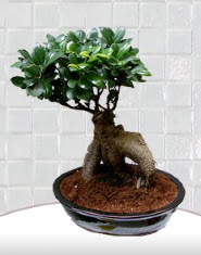 saks iei japon aac bonsai  Kocaeli bu kadar etkileyici iekleri hemen imdi sipari edin 