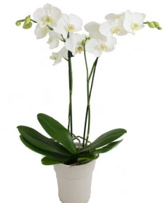 2 dall beyaz orkide  zmit iin sevgilime en gzel hediye iek ve doru yerdesiniz 
