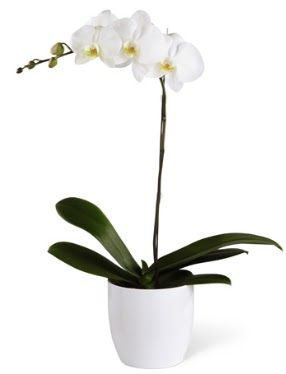 1 dall beyaz orkide  zmit anadolu ve avrupa yakas hzl kaliteli ieki dkkan 